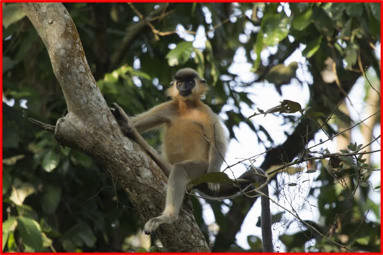 Capped Langur at burhapahar