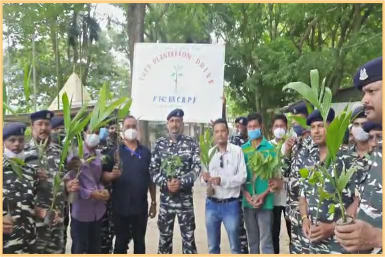 crpf-plantation-drive-at-titabor-of-jorhat