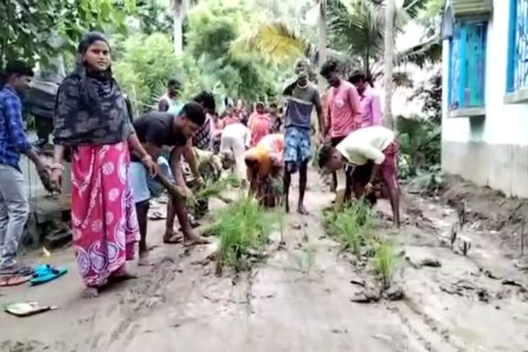 মহিষাদলের বলরামচক গ্রামে কাঁচা রাস্তা সারাইয়ের দাবিতে ধানের চারা পুঁতে বিক্ষোভ দেখালেন স্থানীয়রা ৷