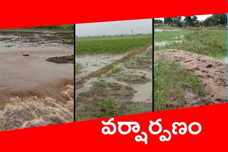 Rains effect in nirmal district, crop drowned in nirmal