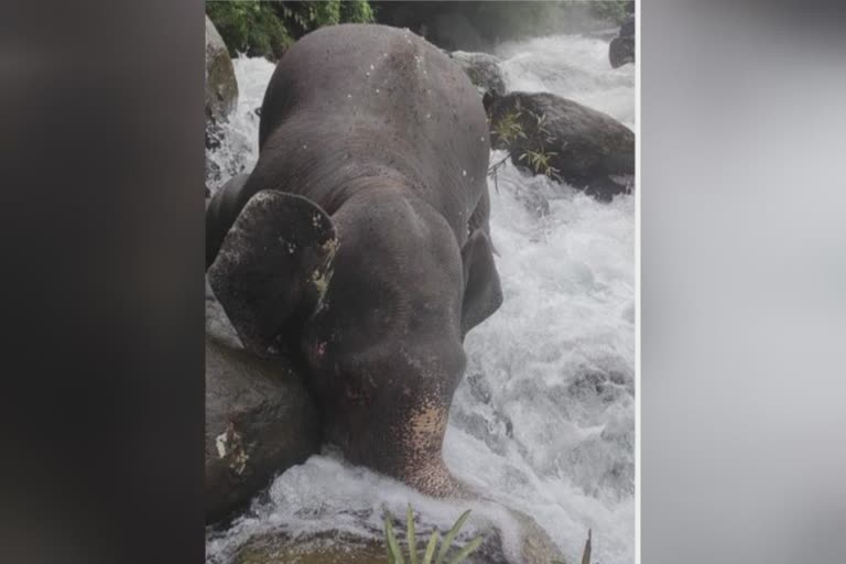 elephant body found in river  elephant found dead  ആന ചെരഞ്ഞു  തുഷാരഗിരി പുഴ