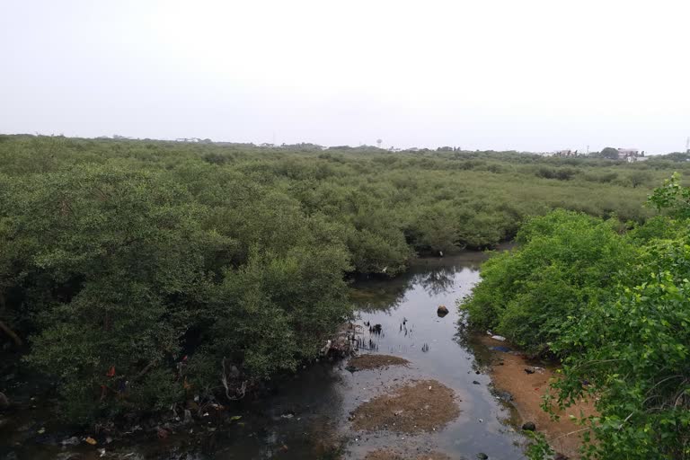 26 જુલાઈ વિશ્વ મેન્ગ્રોવ દિવસ