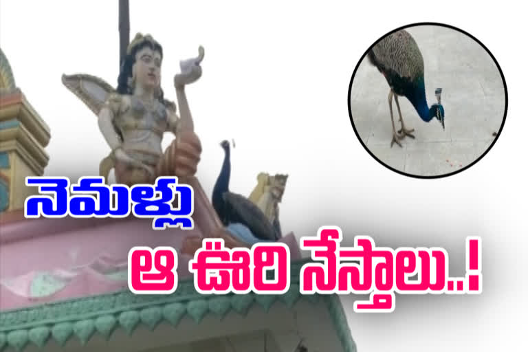 నెమళ్లు