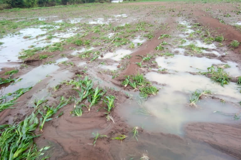 Crops of many farmers ruined due to breaking of pond wall