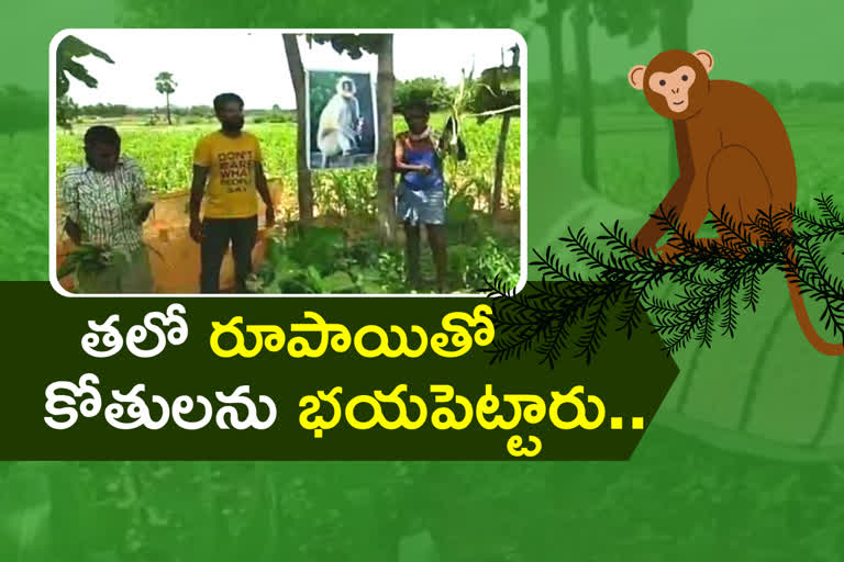 husnabad-farmers-controlling-monkeys-with-arranging-flexies-in-crops