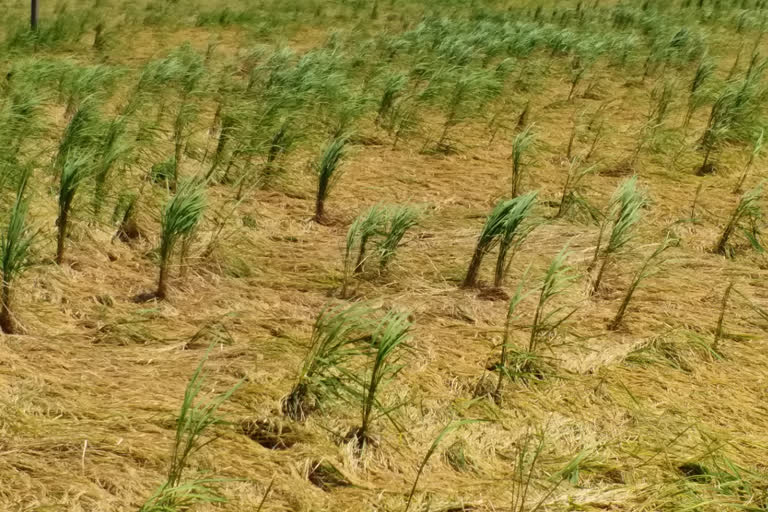 nannilam rain paddy damage farmers request
