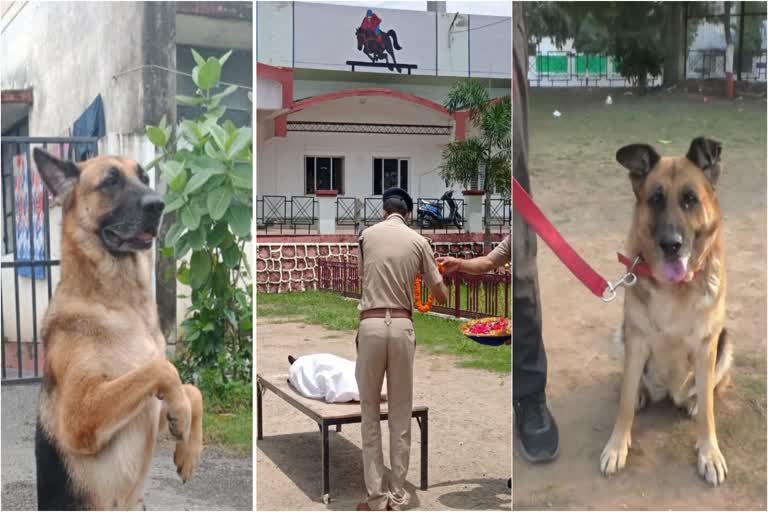 dehradun-polices-helpful-princess-doggy-dies-due-to-heart-attack
