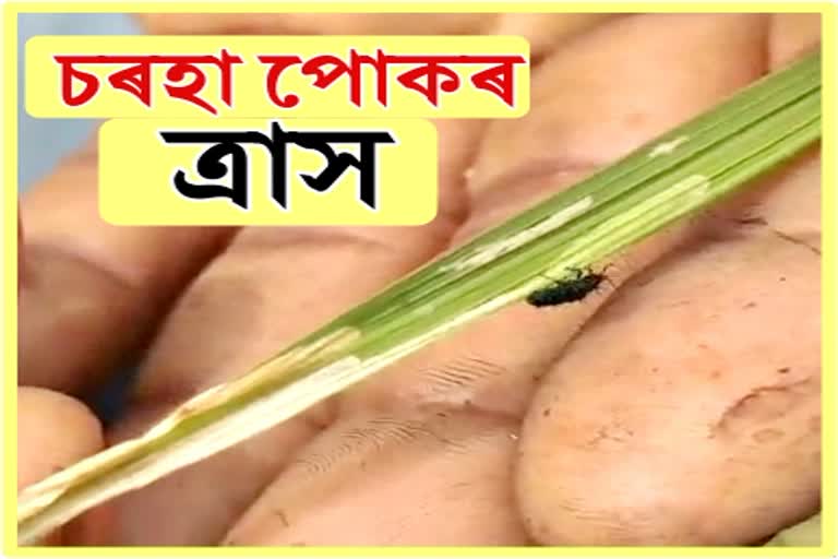 sorha insects in paddy field
