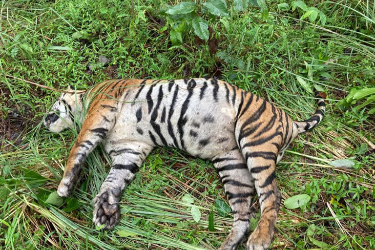 Tiger dead at Wayanad Wildlife Sanctuary  Tiger dead at Wayanad Wildlife Sanctuary news  Wild Elephant attack  Wild Elephant attack news  Wayanad Wildlife Sanctuary  Tiger dead  tiger  Wild Elephant  Wild Elephant disturbance  വയനാട് വന്യജീവി സങ്കേതത്തിൽ കടുവ ചത്ത നിലയിൽ  കടുവ ചത്ത നിലയിൽ വാർത്ത  വയനാട് വന്യജീവി സങ്കേതം  പെൺകടുവ  കടുവ  ആനയുടെ ആക്രമണം