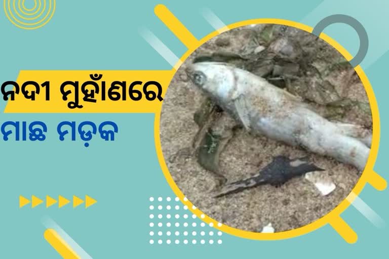 ମଙ୍ଗଳା ନଦୀ ଜଳ ପ୍ରଦୂଷିତ, କୂଳରେ ପଡ଼ିଛି ହଜାର ହଜାର ମାଛ ମଡ଼କ