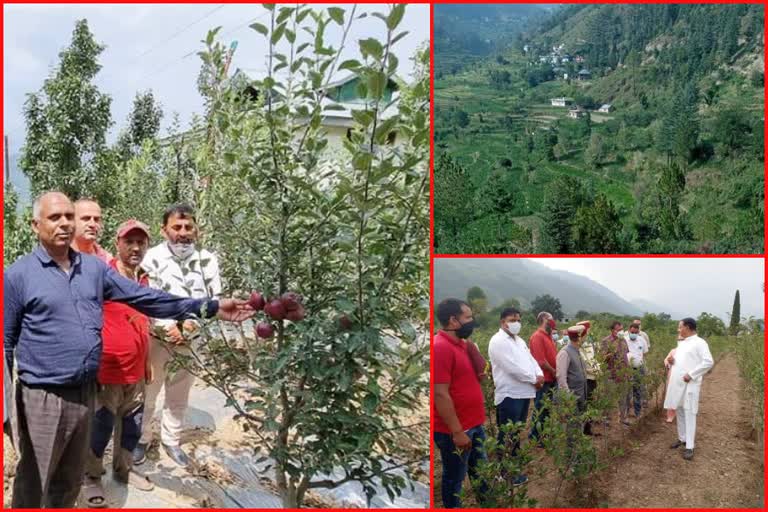 Apple State Himachal