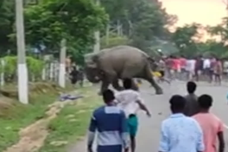 Elephant killed man in Assam  Elephant kills a man in Assam's Golaghat  Video viral  Assam Viral Video news  Assam Elephant news  elephant kills man  കാട്ടാനയുടെ ആക്രമണം  യുവാവ് മരിച്ചു  കാട്ടാന ആക്രമണം