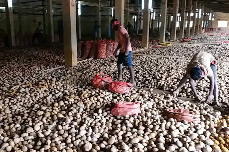 Farmers are facing losses due to non-receipt of potato prices in hooghly
