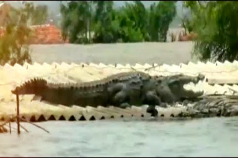 Rescue centres to protect crocodiles  crocodiles swept away by floods  crocodiles swept away by floods in Sangli villages  crocodiles rescue centre in Sangli villages  മുതലകള്‍ ജനവാസമേഖലയിൽ  മുംബൈ വെള്ളപ്പൊക്കം