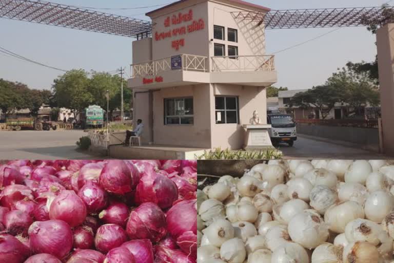 Onion સીઝન પૂર્ણ થવાને આરે, મહુવા યાર્ડમાં હવે આટલી જ આવક થઈ રહી છે