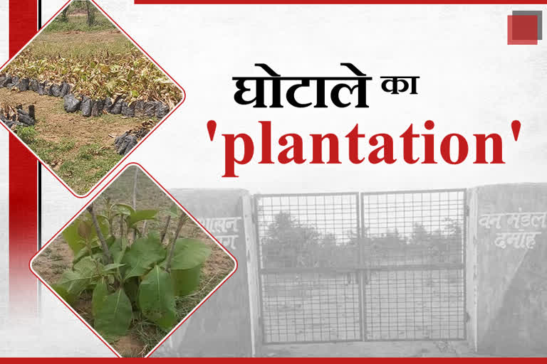 plantation-scam-in-damoh