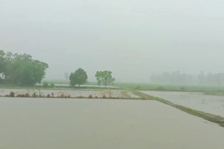 karnal farmer fields waterlogging