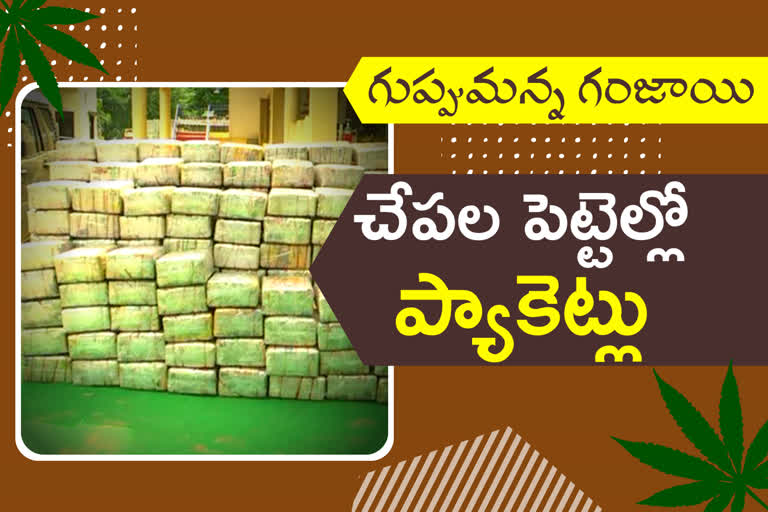 7-crores-worth-ganja-caught-in-baradari-district