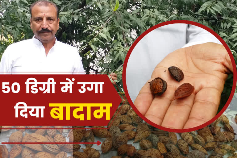 karnal farmer almond farming