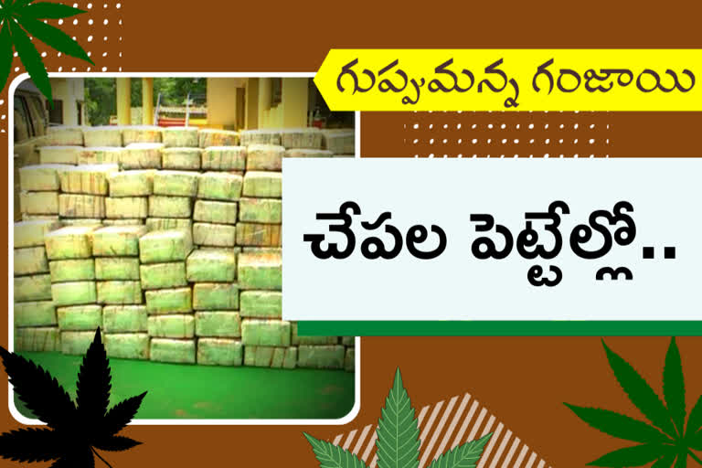 ganja caught at khammam