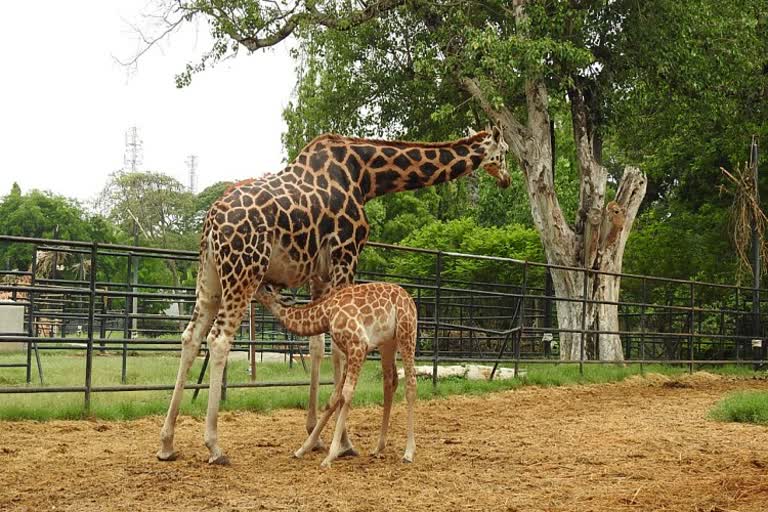 a-baby-was-born-to-laxmi-camelopard-at-srichamarajendra-zoo