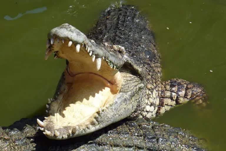 crocodile