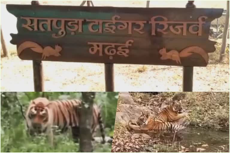 Satpura tiger reserve