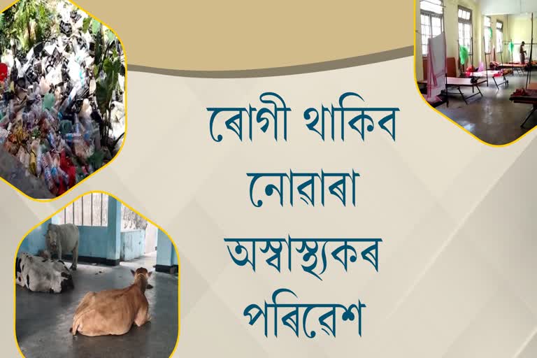 ক’ভিড কেয়াৰ কেন্দ্ৰনে গৰু গোহালি ধৰিবই নোৱাৰি !