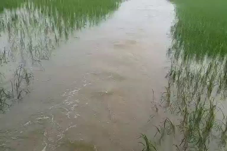 Heavy Rain in Haryana