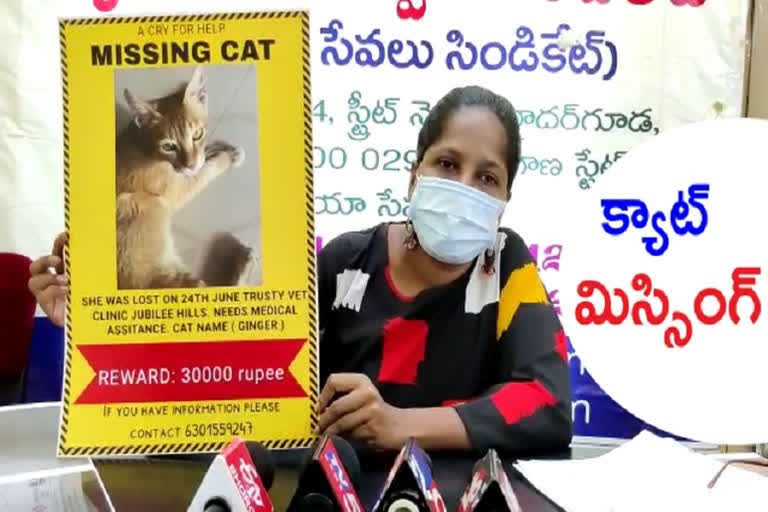 CAT MISSING: 'దయచేసి జింజర్​ ఆచూకీ చెప్పండి.. రూ.30 వేల రివార్డు ఇస్తా'