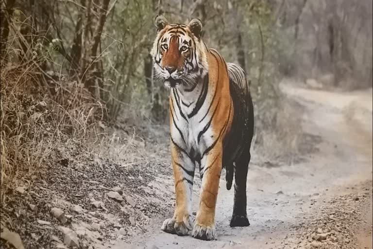 international tiger day, Jaipur news