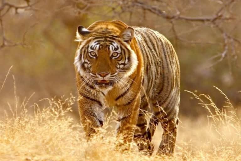 विश्व टाइगर डे, world tiger day