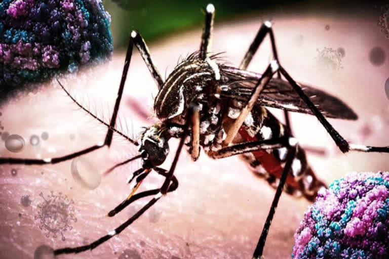 zika cases reported kerala today news latest  five more zika cases news latest  സിക വൈറസ് കേരളം വാർത്ത  സിക വൈറസ് പുതിയ വാർത്ത  കേരളം സിക്ക വാർത്ത  zika news malayalam