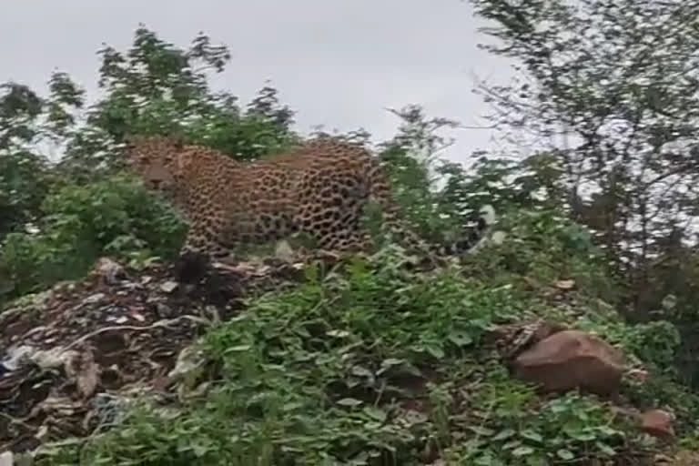 leopard in sagar