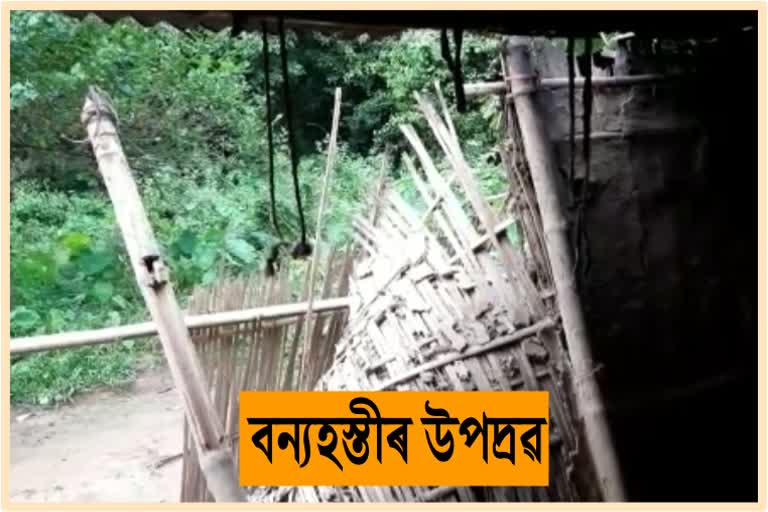 Midnight Wild Elephant Terror At Samguri, Nagaon District