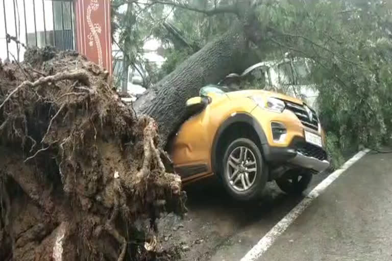 Trees fell in Mount Abu, माउंट आबू में पेड़ गिरे