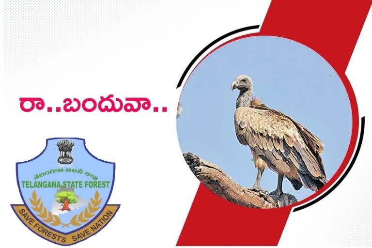 Vultures in telangana, telangana State Forest Department