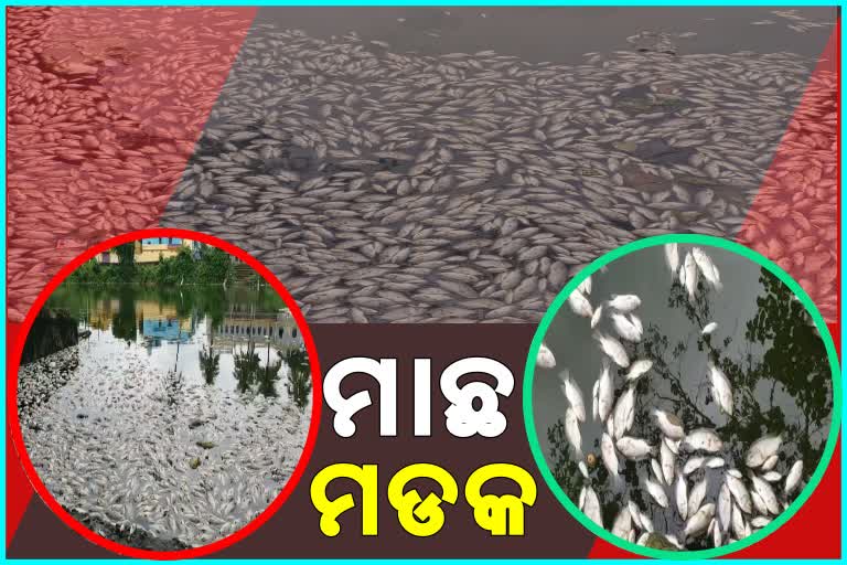 ବ୍ରହ୍ମପୁରର ଲାଞ୍ଜିପଲ୍ଲୀ ପୋଖରୀରେ ମାଛ ମଡକ, ପାଣିରେ ଭାସୁଛି ବହୁ ପରିମାଣର ମାଛ