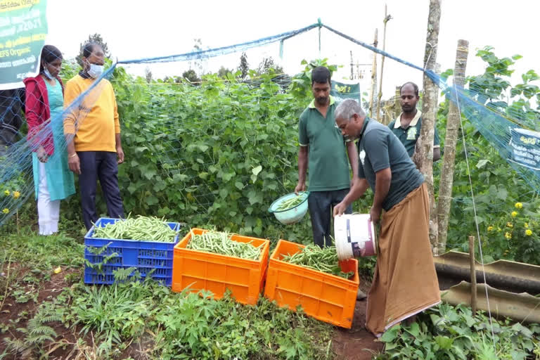 Organic farming method by Department of Agriculture in senpathi  Organic farming in senpathi idukki  സേനാപതിയിൽ ജൈവകൃഷി  ആദ്യഘട്ടത്തിൽ വിളഞ്ഞത് ഒന്നാന്തരം ബീൻസ്  ബീൻസ് വിളയിച്ച് സേനാപതിയിലെ കൃഷി വകുപ്പ്