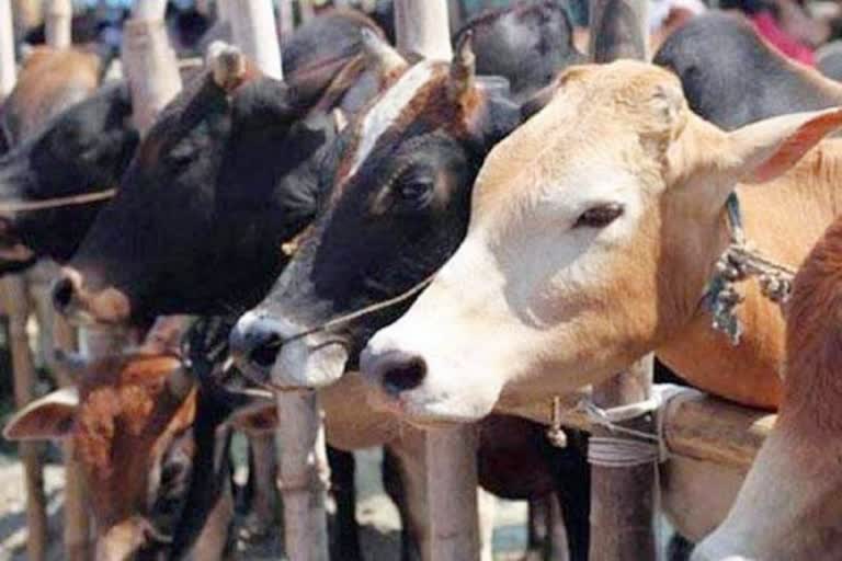 Haryana Special Cow Protection Task Force