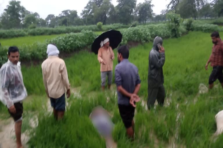 Farmer and two bullocks died in Dhamtari