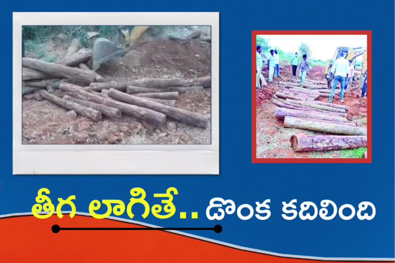 red sandel blocks found in under ground at prakasham district