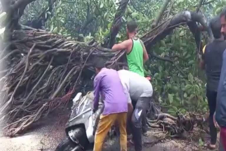 Accident due to falling of banyan tree