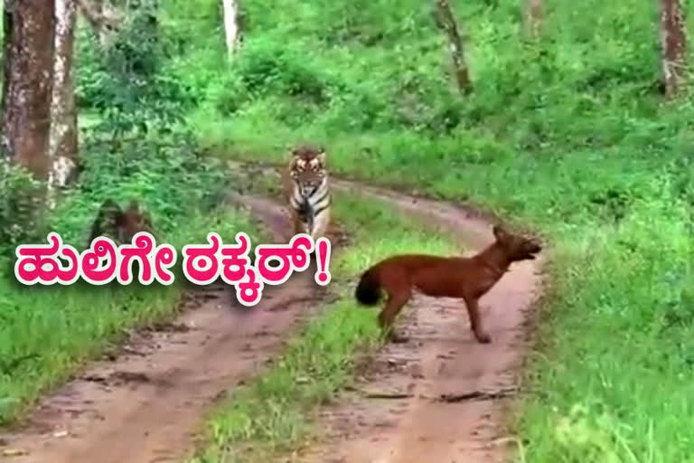 Fight between wild dog and Tiger, Fight between wild dog and Tiger in Chamarajanagar, Chamarajanagar news, Chamarajanagar tiger news, ಸೀಳುನಾಯಿ ಮತ್ತು ಹುಲಿ ಮಧ್ಯೆ ದಾಳಿ, ಚಾಮರಾಜನಗರದಲ್ಲಿ ಸೀಳುನಾಯಿ ಮತ್ತು ಹುಲಿ ಮಧ್ಯೆ ದಾಳಿ, ಚಾಮರಾಜನಗರ ಹುಲಿ ಸುದ್ದಿ, ಚಾಮರಾಜನಗರ ಸುದ್ದಿ,