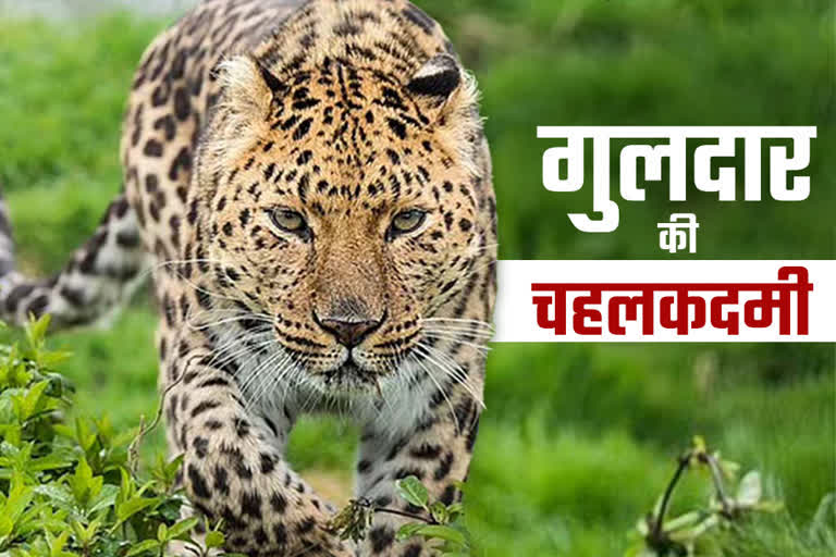 Srinagar Leopard