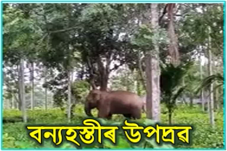 wild Elephant Terror in Samguri, nagaon District