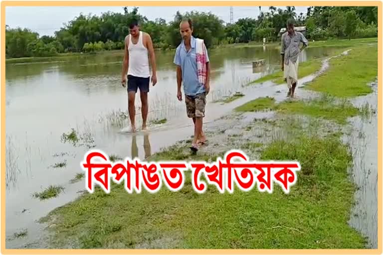 climate changed sivsagar farmers lots of problem