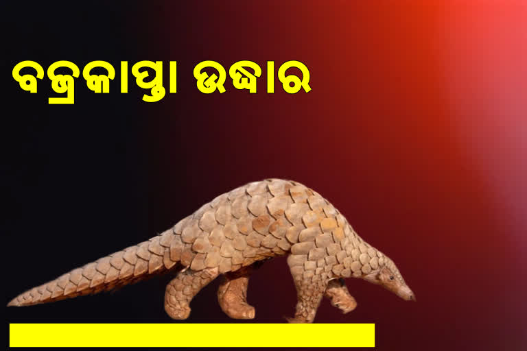 ୪ କେ.ଜି ୬୦୦ ଓଜନର ବଜ୍ରକାପ୍ତା ଉଦ୍ଧାର, ଦଲାଲ ମାନେ ବିକିବା ପାଇଁ କରୁଥିଲେ ସଢଯନ୍ତ୍ର