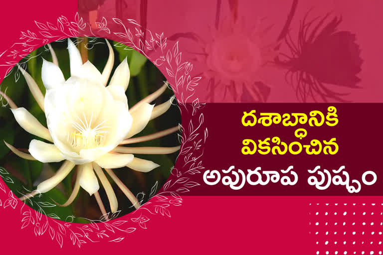 brahma-kamalam-flower-blooms-in-bhainsa-city-after-10-years