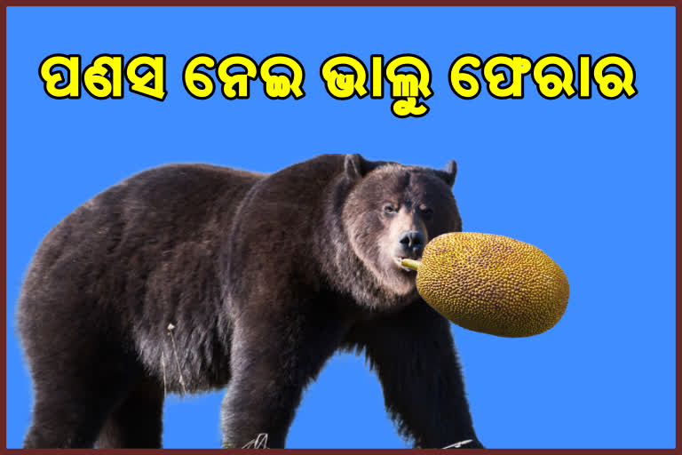 ପଣସ ଖାଇ ଫେରାର ଭଲୁ, ବନବିଭାଗ କର୍ମଚାରୀ ନିରାଶ